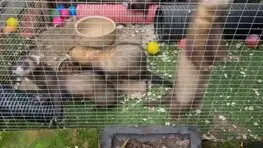 Ferrets playing at Penny Jones Animal Hospice