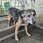 Donald - an old dog given a new lease of life by Penny Jones Animal Hospice