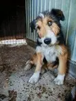 Just another dog with no name in Alba lulia, Romania