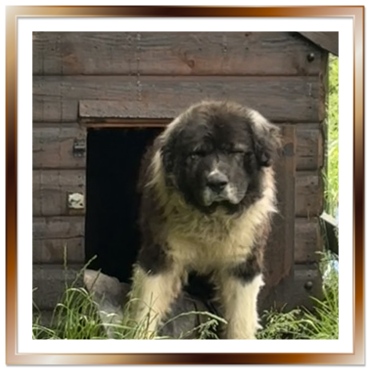 Henry - long term resident dog at Penny Jones Animal Hospice