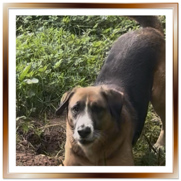 Kirby - long term resident dog at Penny Jones Animal Hospice
