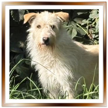 Snow - long term resident dog at Penny Jones Animal Hospice