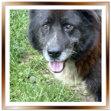 Wilson - long term resident dog at Penny Jones Animal Hospice