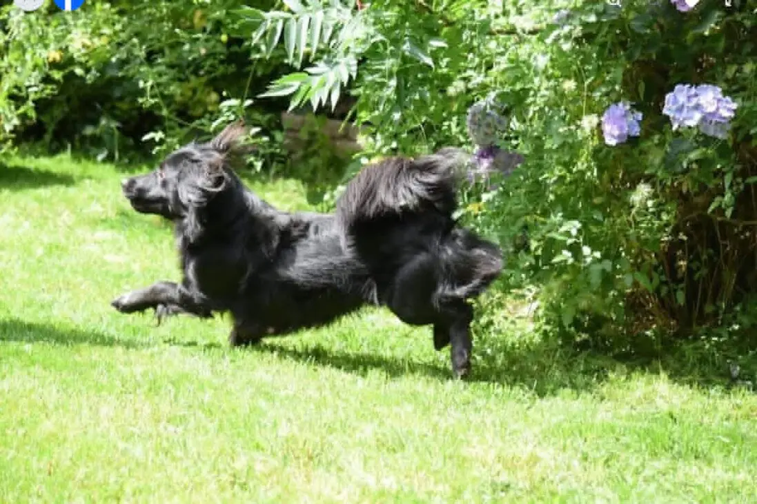 Bailey at play in the garden at Penny Jones Animal Hospice Bailey at play in the garden at Penny Jones Animal Hospice