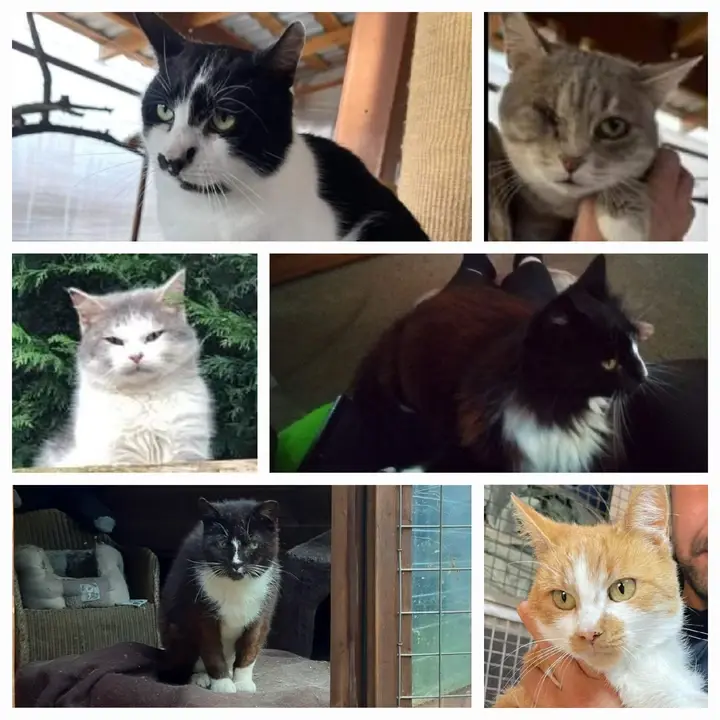 Montage of cats at Penny Jones Animal Hospice, Hethersgill, CARLISLE