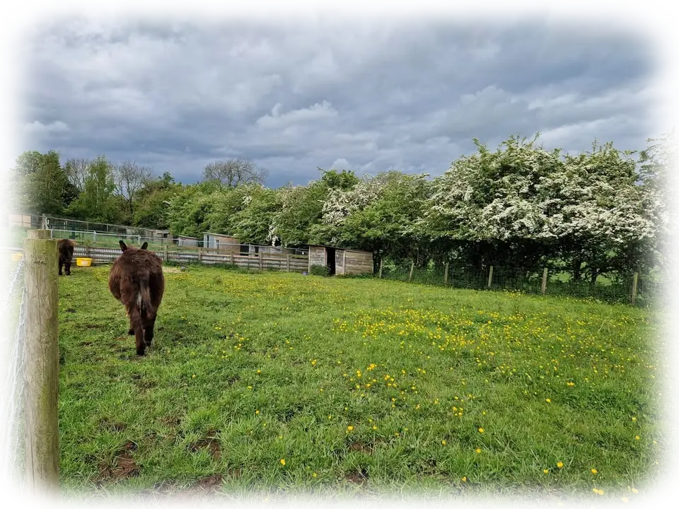 Donkeys in their paddock at Penny Jones Animal Hospice, Hethersgill, CARLISLE