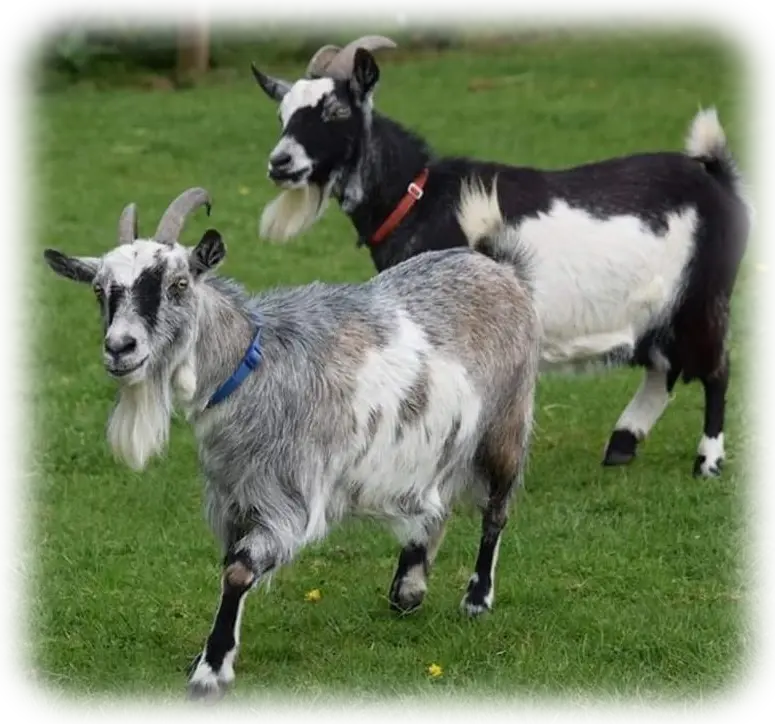 Goats roaming freely at Penny Jones Animal Hospice, Hethersgill, CARLISLE