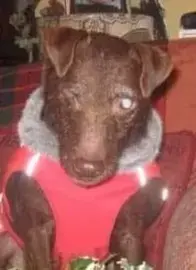 Jerry Jerry, a rescued dog rehomed by Penny Jones Animal Hospice, Hethersgill, CARLISLE