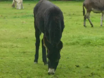 Jethro Jethro, a rescued donkey rehomed by Penny Jones Animal Hospice, Hethersgill, CARLISLE