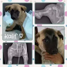 Kalif Kalif, a rescued dog rehomed by Penny Jones Animal Hospice, Hethersgill, CARLISLE
