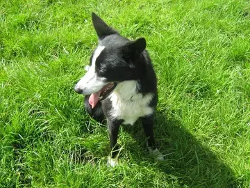 Lassie Lassie, a rescued dog rehomed by Penny Jones Animal Hospice, Hethersgill, CARLISLE