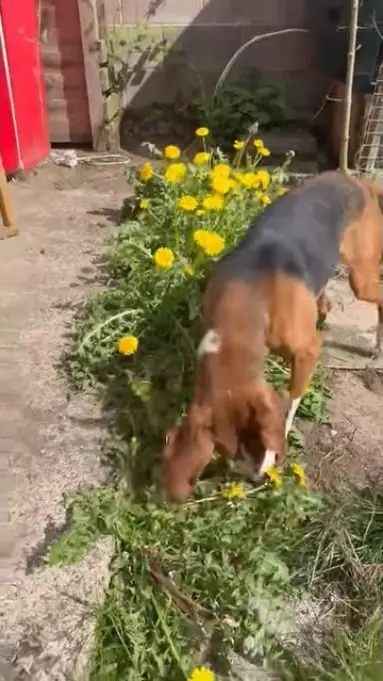 Max sniffing around in the garden Max sniffing around in the garden