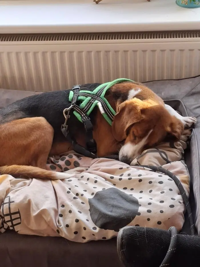Max fast asleep in his bed at his new home Max fast asleep in his bed at his new home