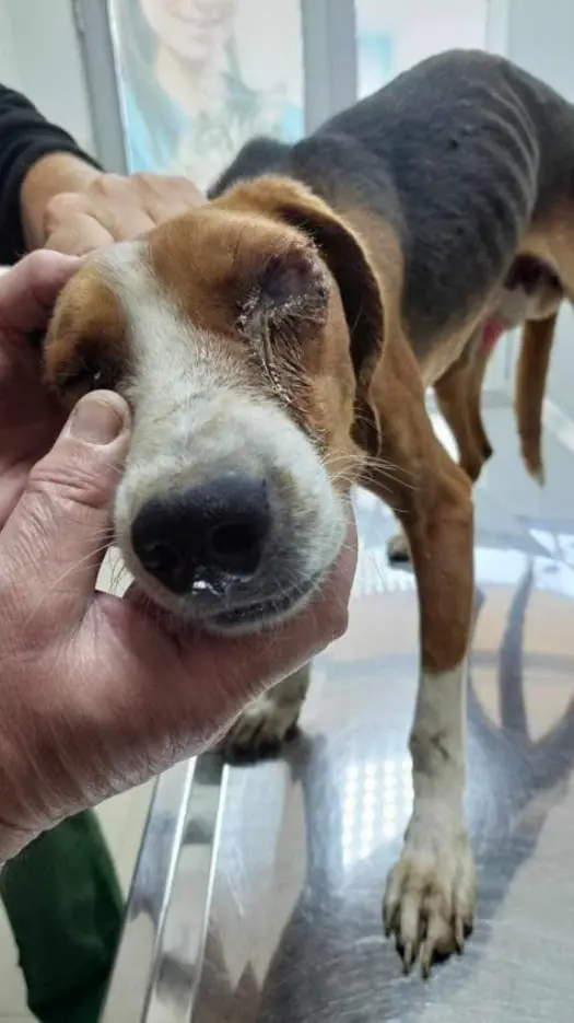 Max is both blind and deaf Max - a blind and deaf dog from Romania