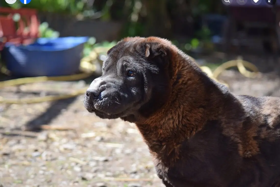 Max, now known as Sherpie, a rescued dog from Romania