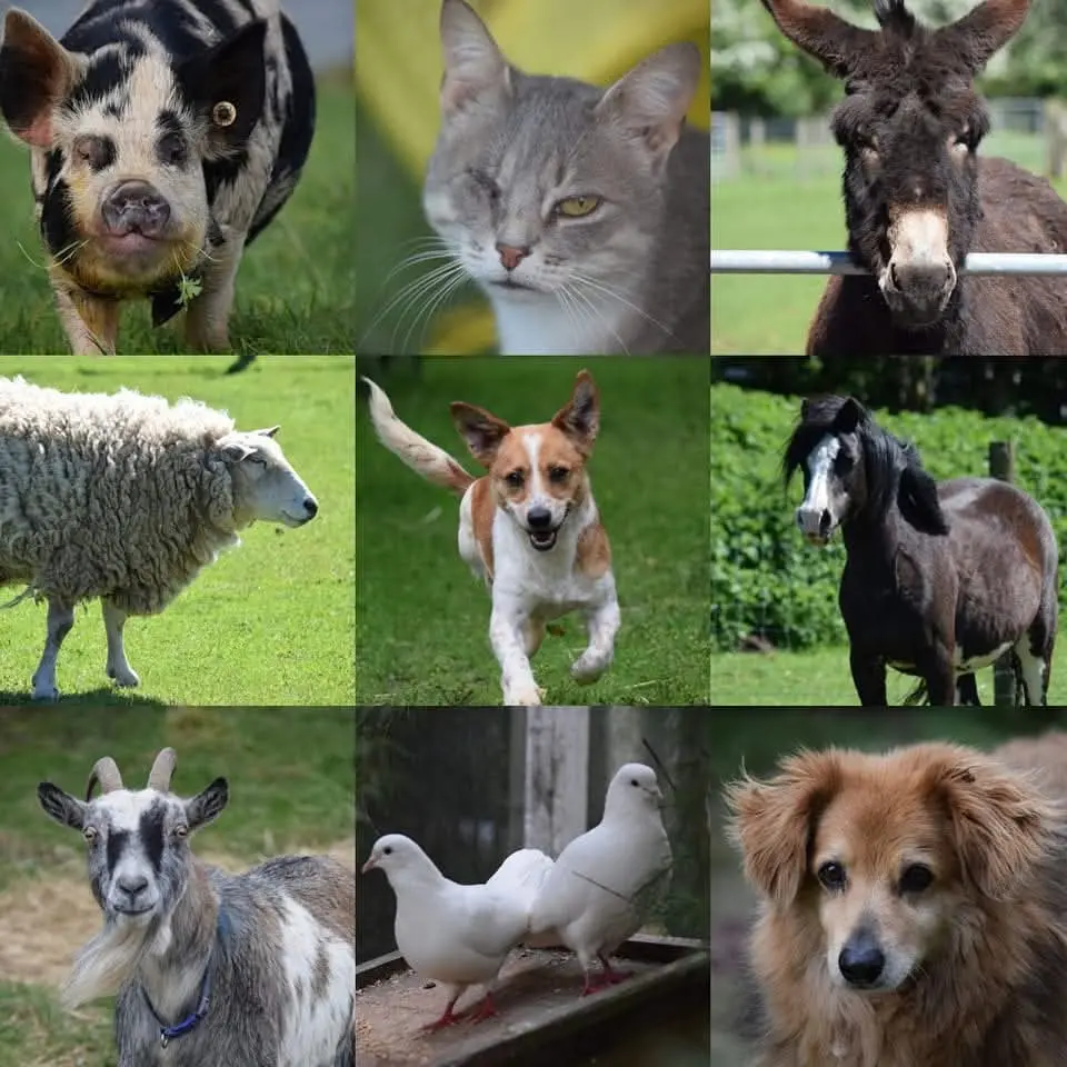 Montage of animals and birds at Penny Jones Animal Hospice, Hethersgill, CARLISLE