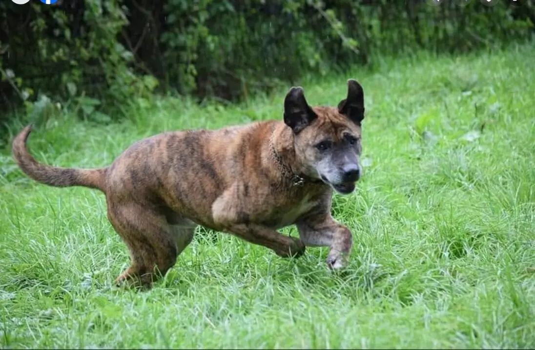 Ogi enjoying his new life at Penny Jones Animal Hospice Ogi enjoying his new life at Penny Jones Animal Hospice