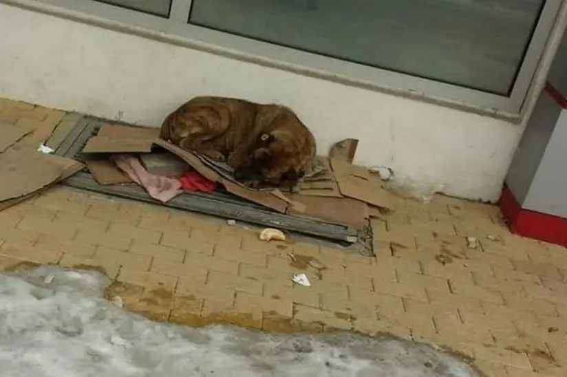 Ogi living rough on the street in Macedonia Ogi living rough on the street in Macedonia