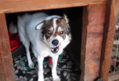Rosie Rosie, a rescued dog rehomed by Penny Jones Animal Hospice, Hethersgill, CARLISLE
