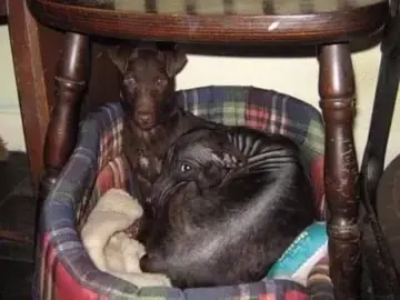 Rudie Rudie, a rescued dog rehomed by Penny Jones Animal Hospice, Hethersgill, CARLISLE