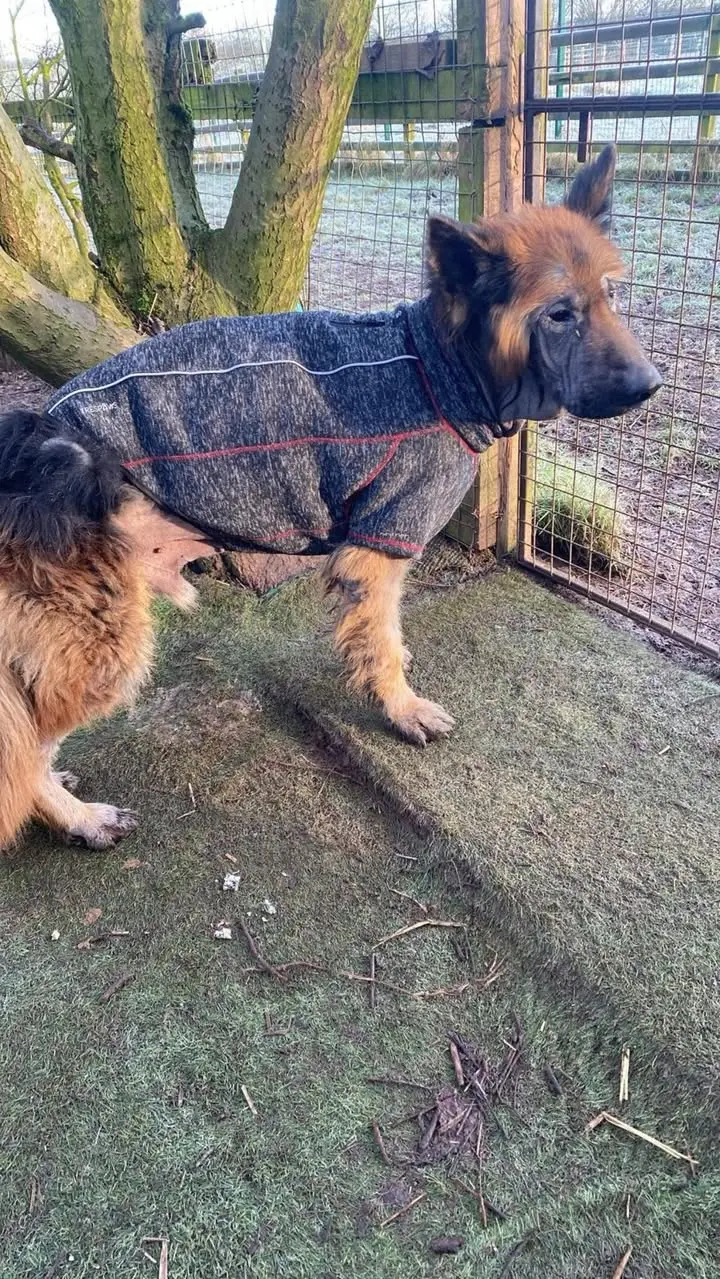 Simba wearing his little jacket Simba wearing his little jacket