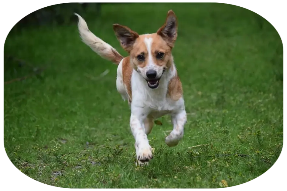 Toto the Amabassadog for Penny Jones Animal Hospice, Hethersgill, CARLISLE running freely