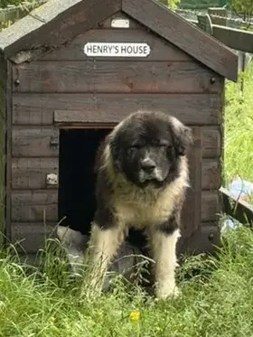 Henry -  long term resident dog at Penny Jones Animal Hospice
