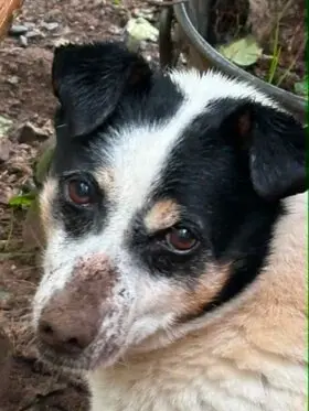 Lily - long term resident dog at Penny Jones Animal Hospice