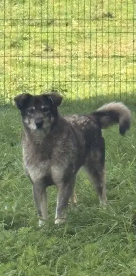 Polly - long term resident dog at Penny Jones Animal Hospice
