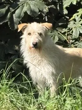 Snow - long term resident dog at Penny Jones Animal Hospice