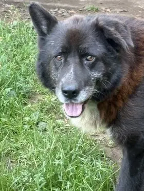 Wilson - long term resident dog at Penny Jones Animal Hospice